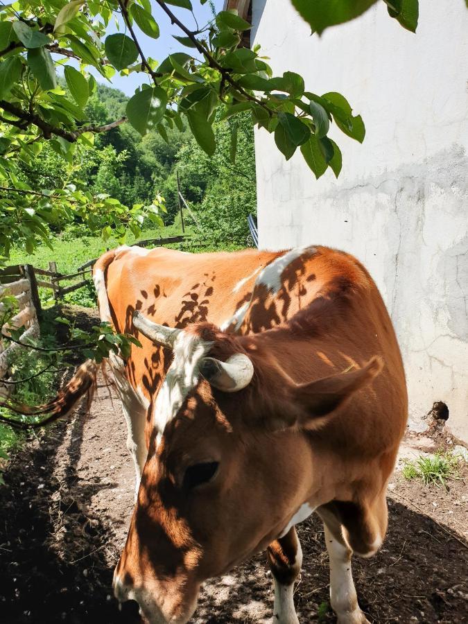 Farmstead Green Haven Mojkovac Exterior foto